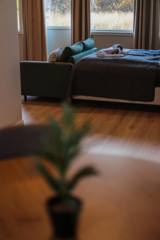 Sofa og seng i Suite 3, sett forbi en grønn plante